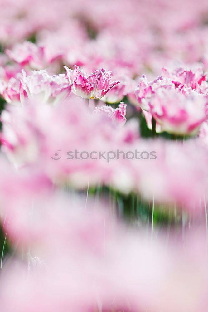 Similar – Bellis Frühling Pflanze