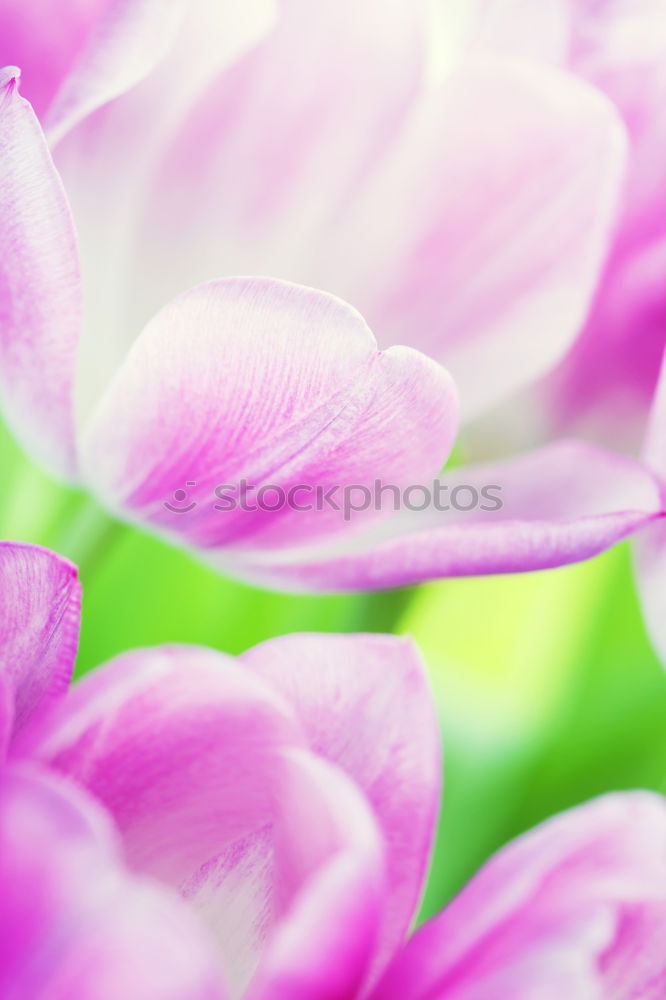 Similar – pink Plant Spring Flower