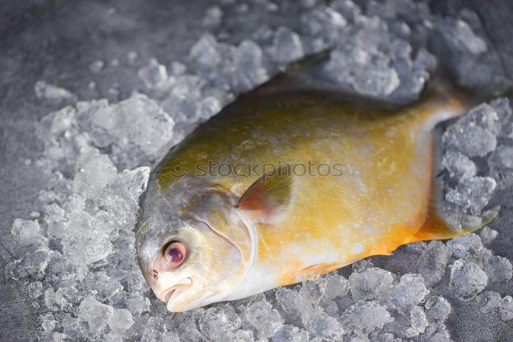 Similar – Image, Stock Photo Trout with ice cubes Food