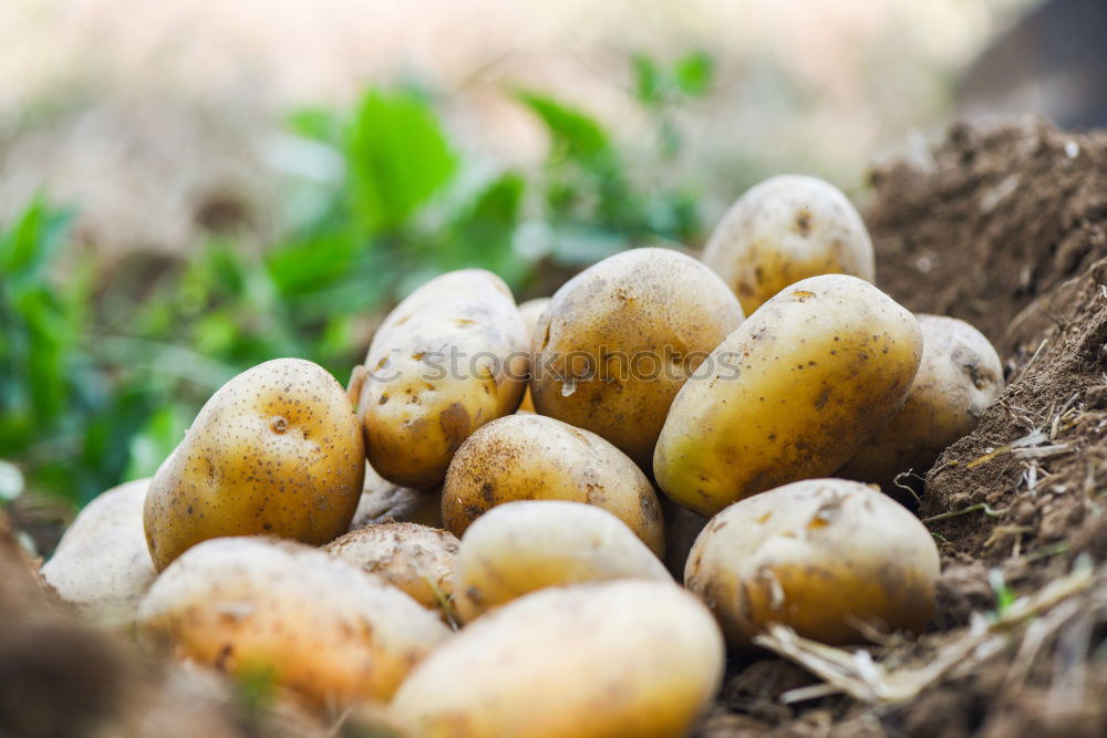 Similar – Planting potatoes