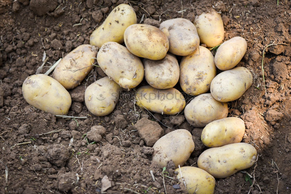 Similar – Image, Stock Photo Harvest potatoes from the garden in a basket