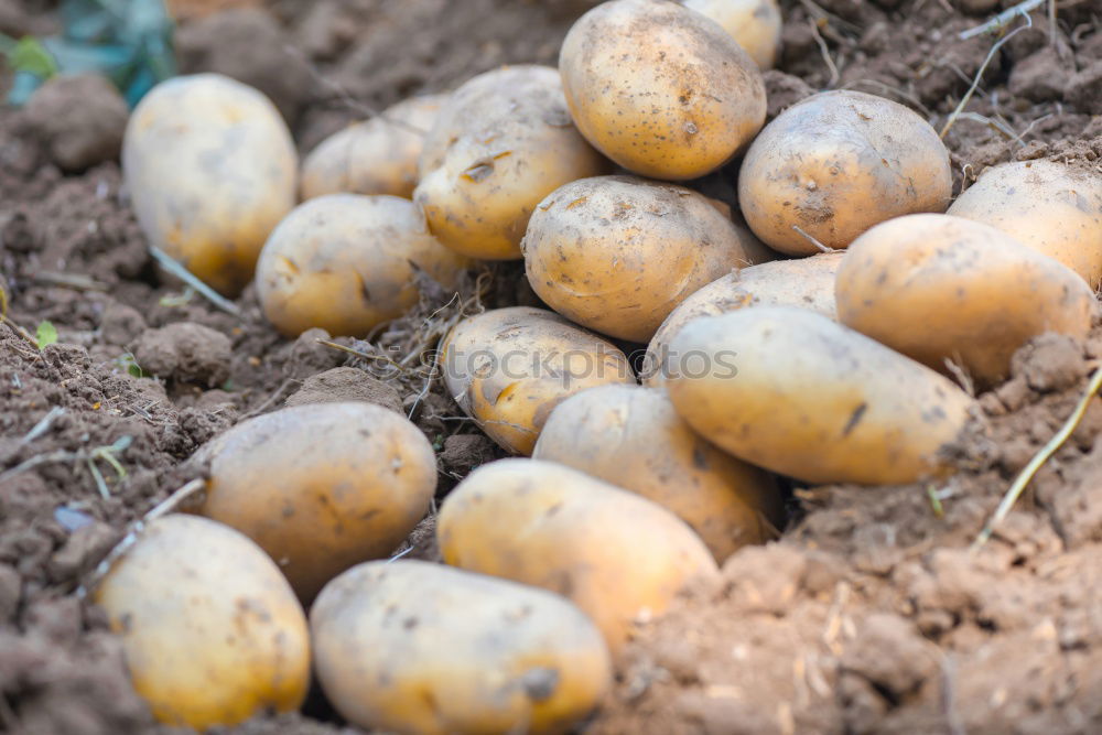 Similar – Image, Stock Photo Harvest potatoes from the garden in a basket