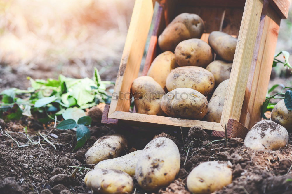 Similar – Image, Stock Photo Harvest potatoes from the garden in a basket