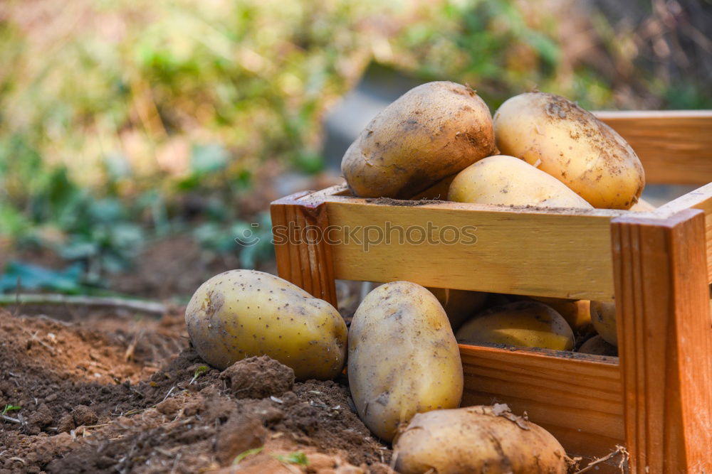 Similar – Image, Stock Photo Figs in yellow bowl Fruit