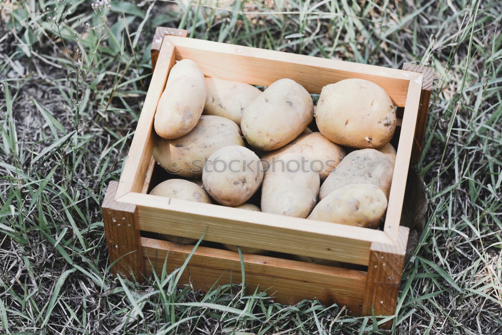 Similar – Potatoes with dirt