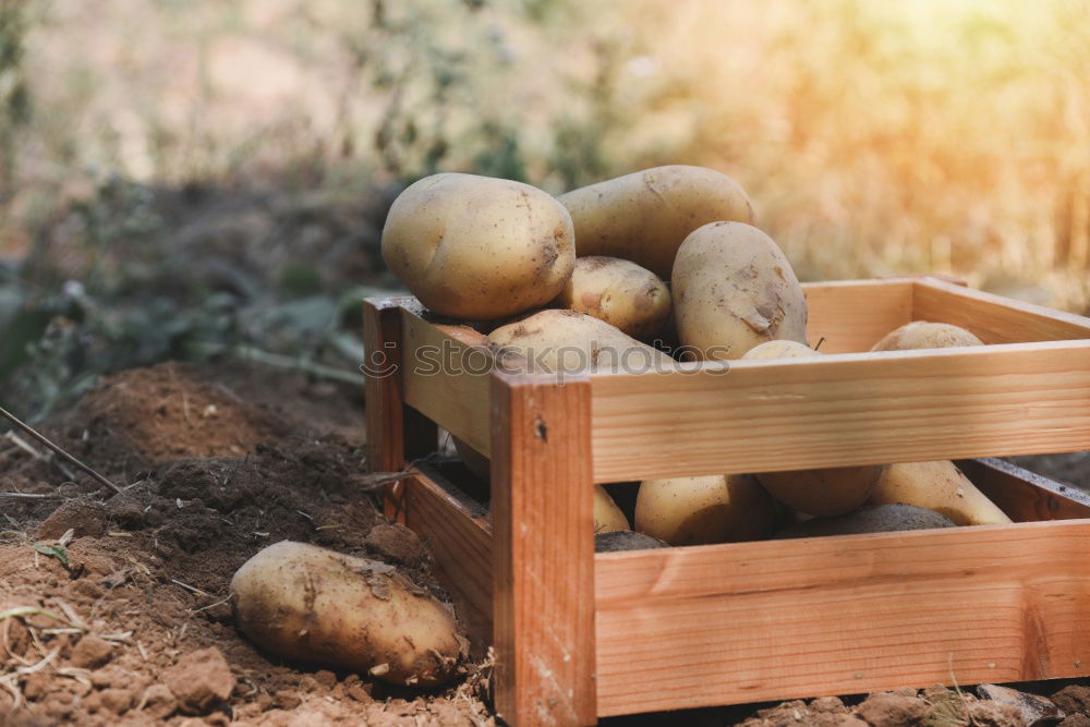 Similar – Potatoes with dirt