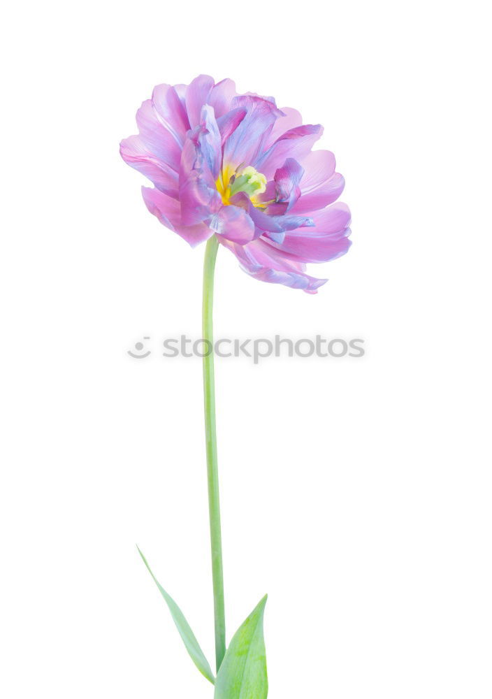 Similar – Image, Stock Photo French flax, linum narbonense,