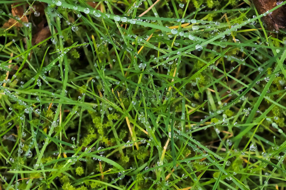 Similar – grass Grass Dew