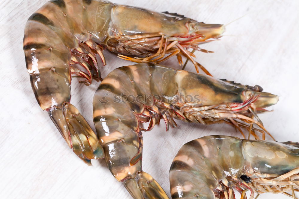 Similar – Image, Stock Photo hungry Shrimp Ocean Animal