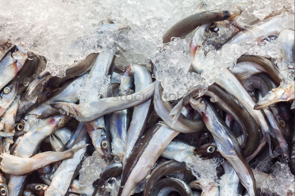 Similar – Image, Stock Photo fish heads Animal