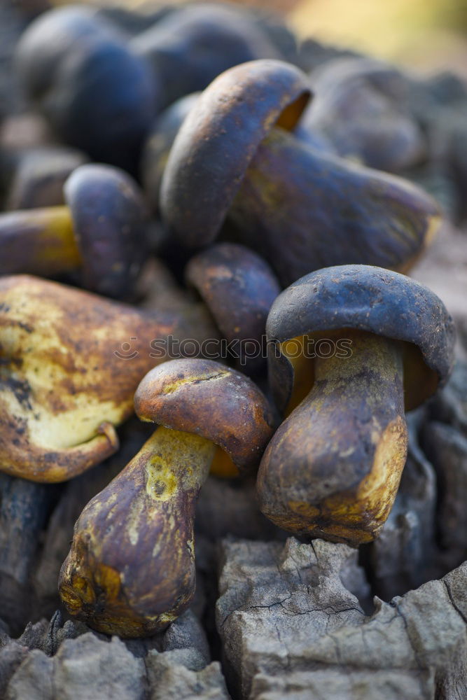 Similar – Image, Stock Photo Group pressure on the stone