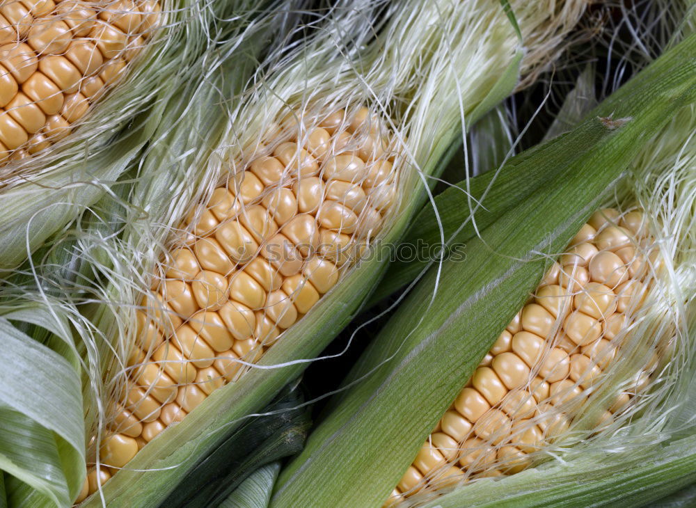 Similar – Image, Stock Photo Analog maize Food