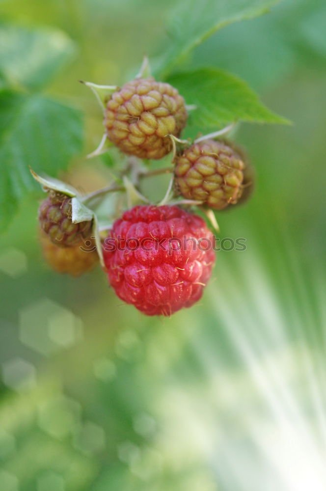 Similar – Image, Stock Photo berries Food Fruit