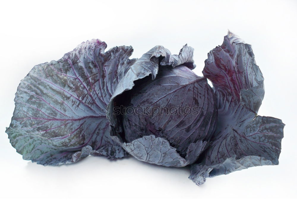 Similar – Cabbage 2 Leaf