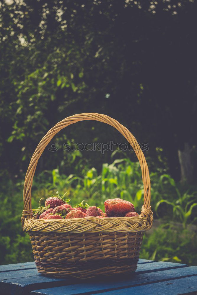 Similar – Potatoes with dirt