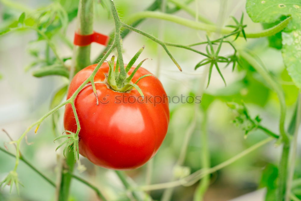 Similar – Image, Stock Photo Tomatoes again Fruit