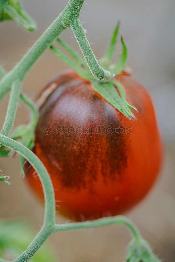 Similar – Tomate gesund Gewächshaus