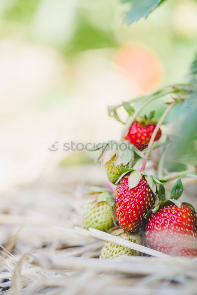 Image, Stock Photo yield Food Fruit Nutrition