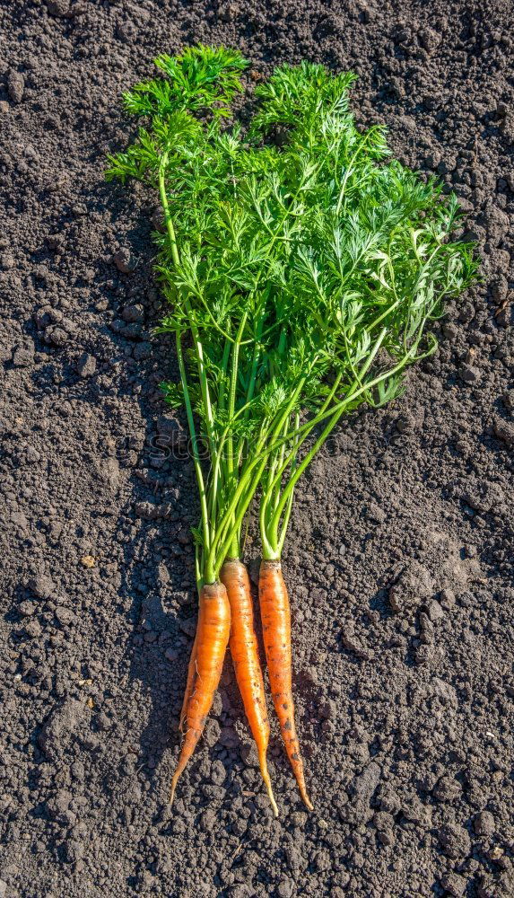 Similar – carrot Food Nutrition