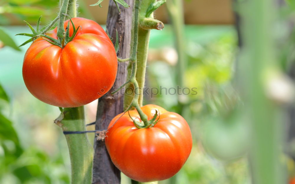 Similar – tomato Red Delicious