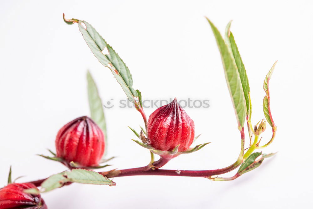 Similar – Image, Stock Photo Beautiful red tulips on light background