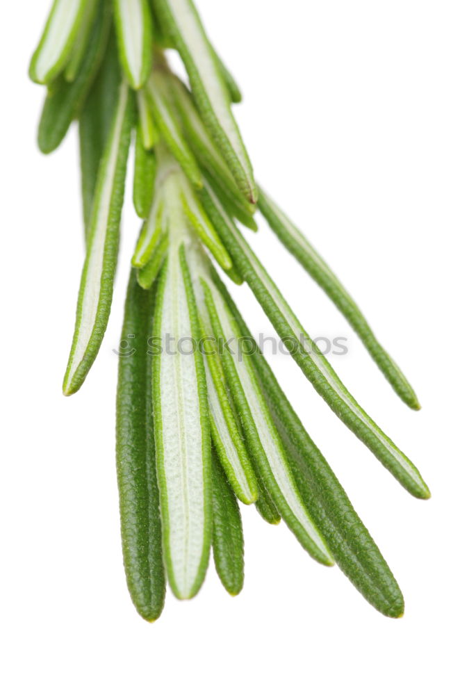 Similar – Image, Stock Photo greenzeux Food Vegetable