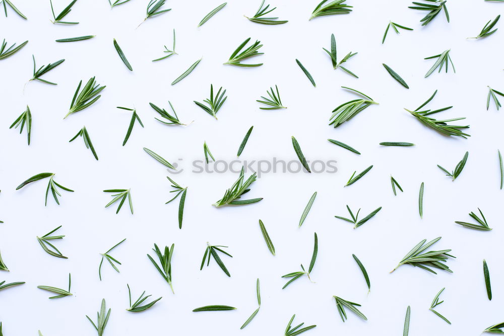 Similar – Image, Stock Photo grass Grass Green Bright