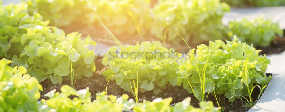 Similar – Image, Stock Photo Picture without name