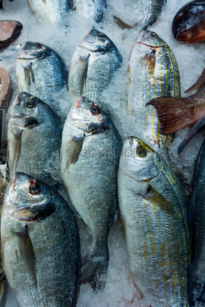 Similar – Raw fish. Sea bream, sea bass, mackerel and sardines