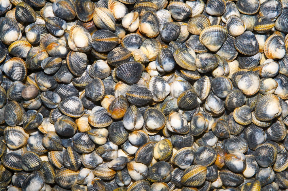 Similar – shell Mussel Many Brown