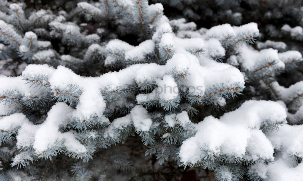 fall (frozen) leaves