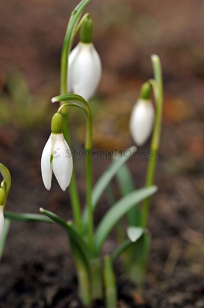 Similar – Image, Stock Photo Spring is coming! Wellness