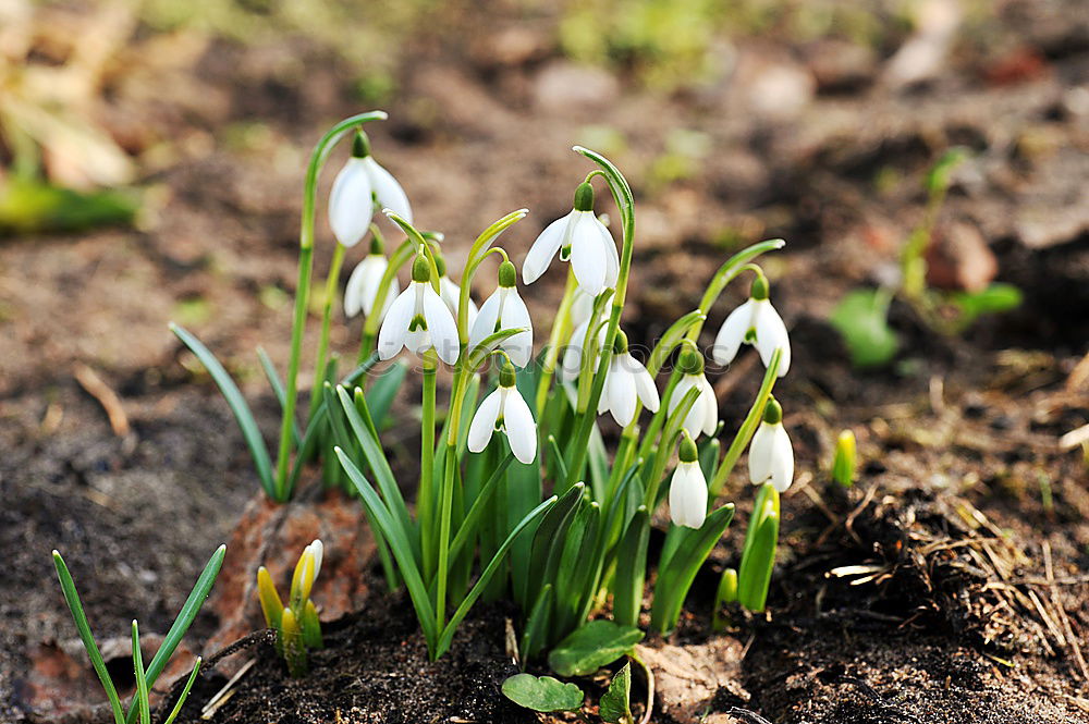 Similar – Frühlingsblumen