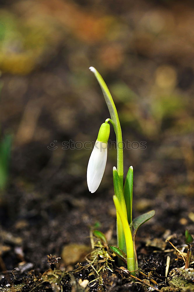 Similar – Foto Bild Schneeglöckchen Umwelt