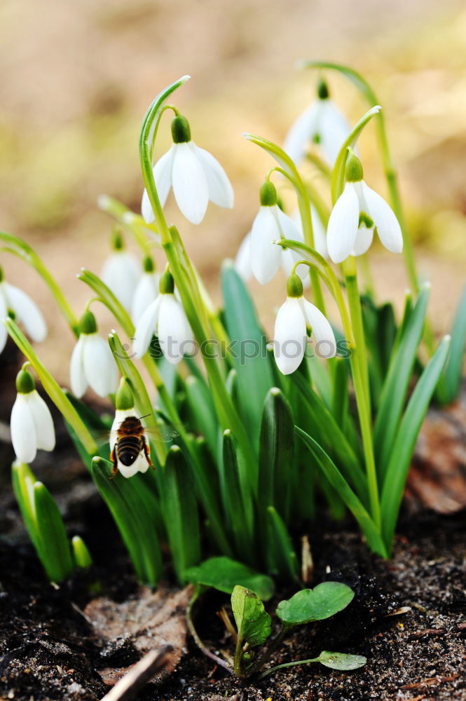 Similar – Image, Stock Photo springtime Environment