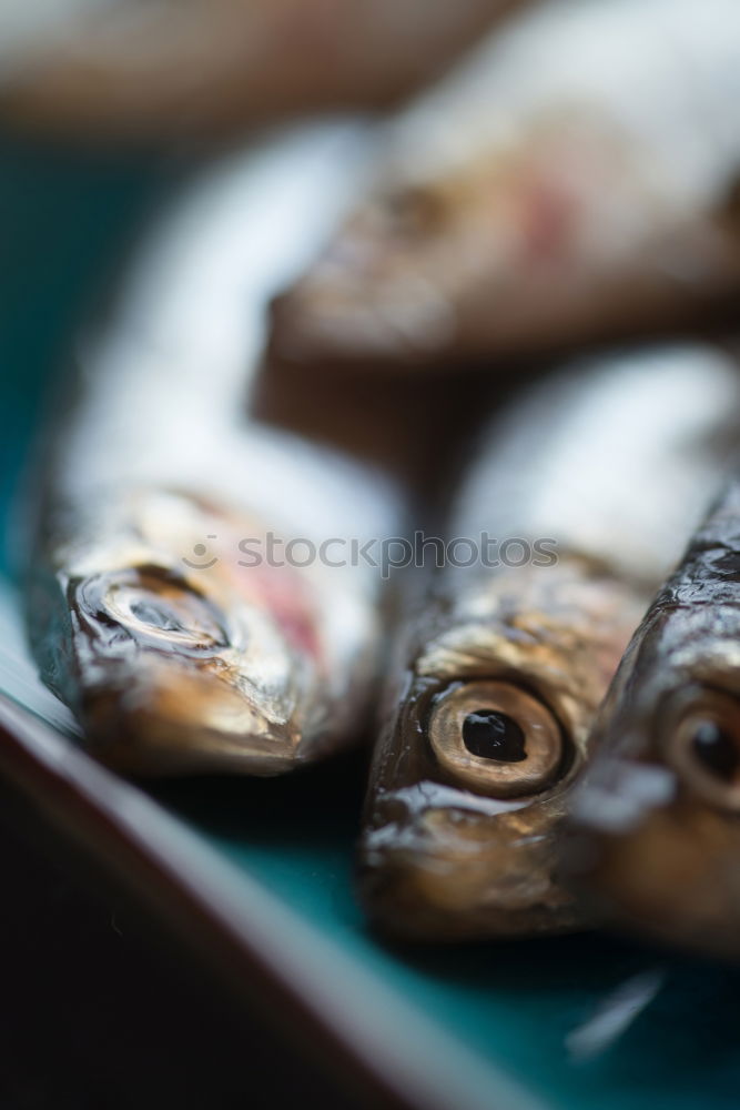 Similar – Raw fish. Sea bream, sea bass, mackerel and sardines