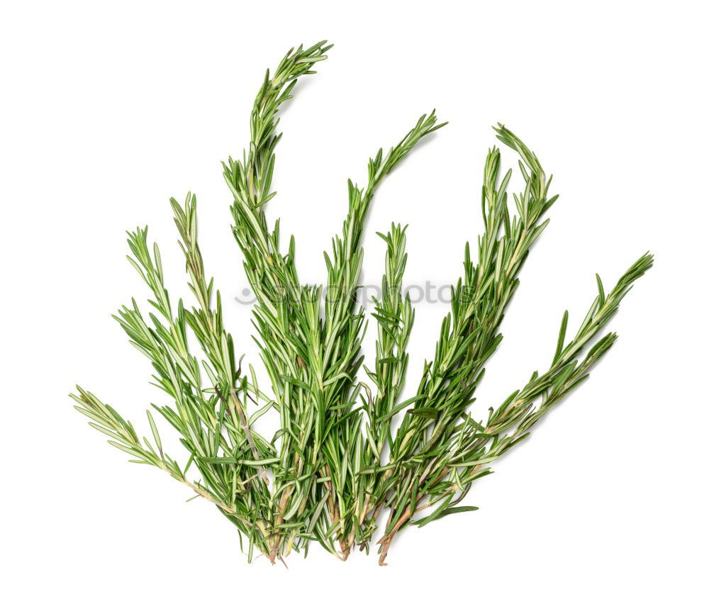 Similar – rosemary Food