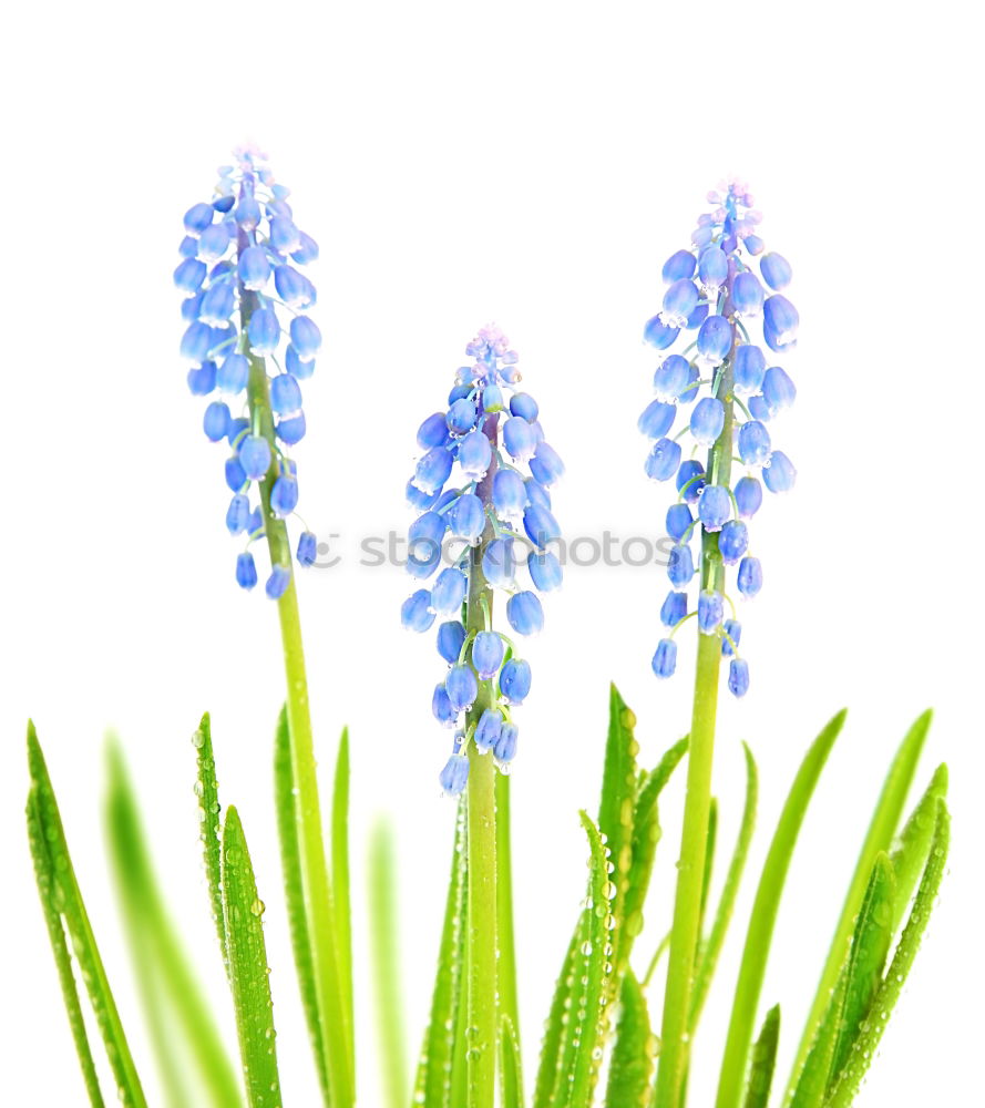 Similar – Image, Stock Photo Yellow background with blue flowers, mouse hyacinth