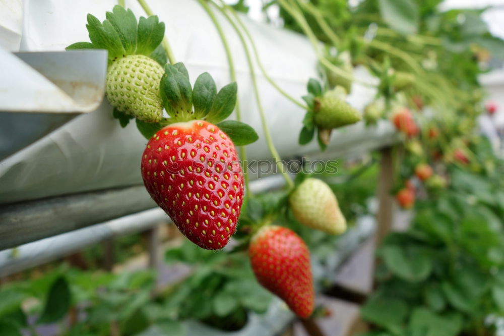 Similar – Fresh strawberries Food