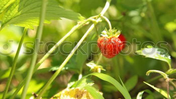 Similar – Image, Stock Photo berries Food Fruit