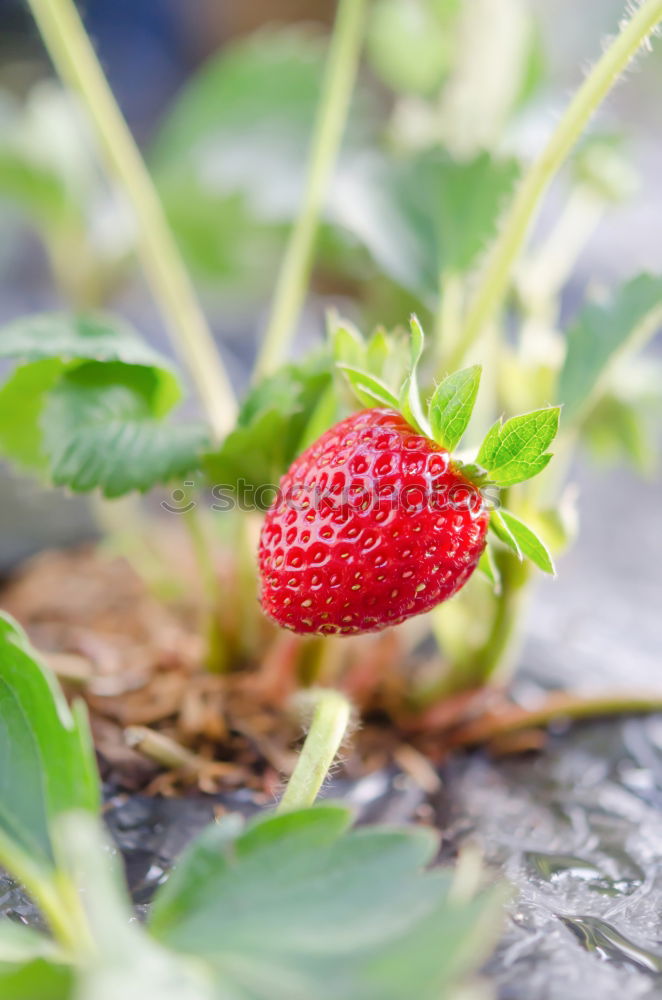 fruit ripeness Plant