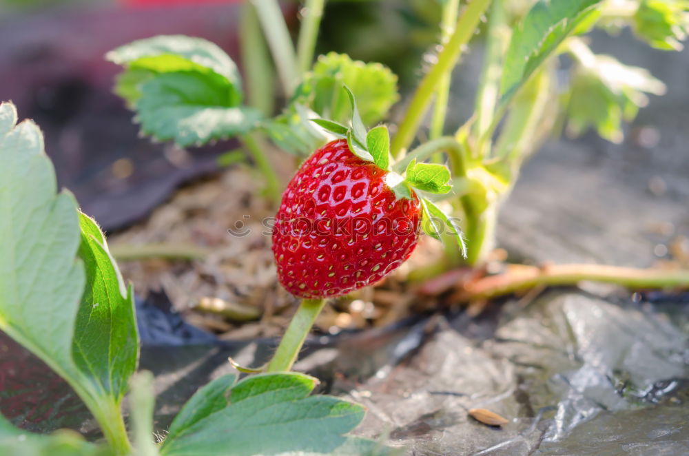 Similar – Image, Stock Photo X Food Fruit Nutrition