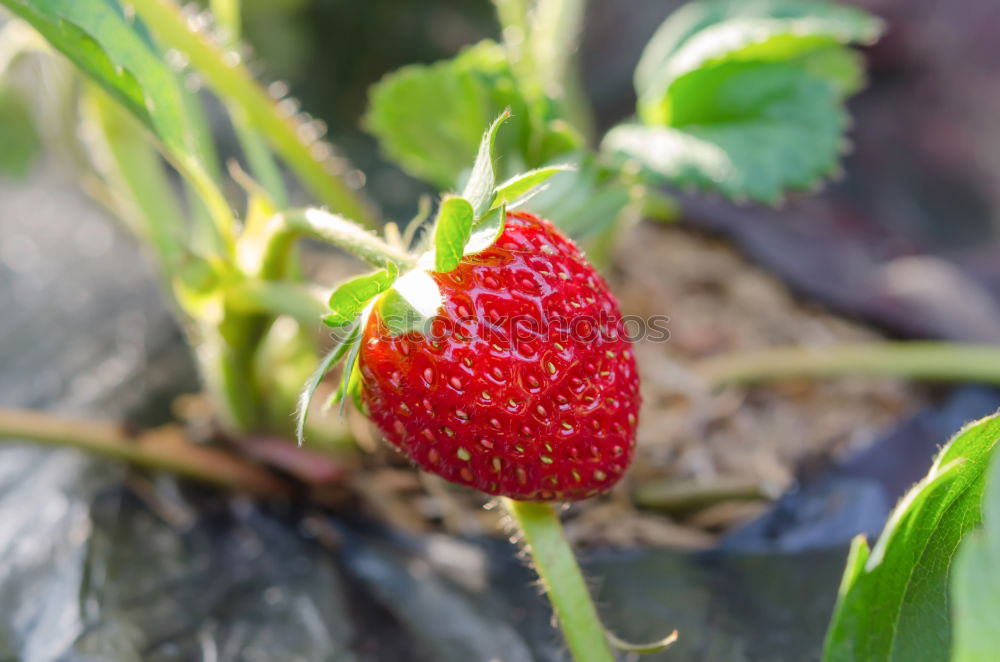 Similar – fruit ripeness Plant