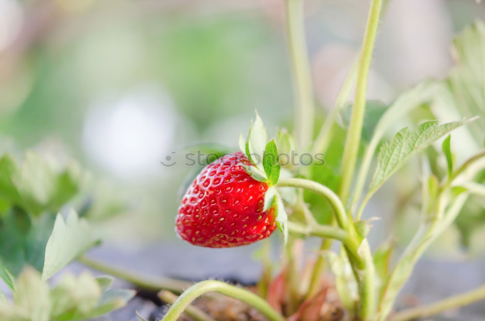 Similar – fruit ripeness Plant