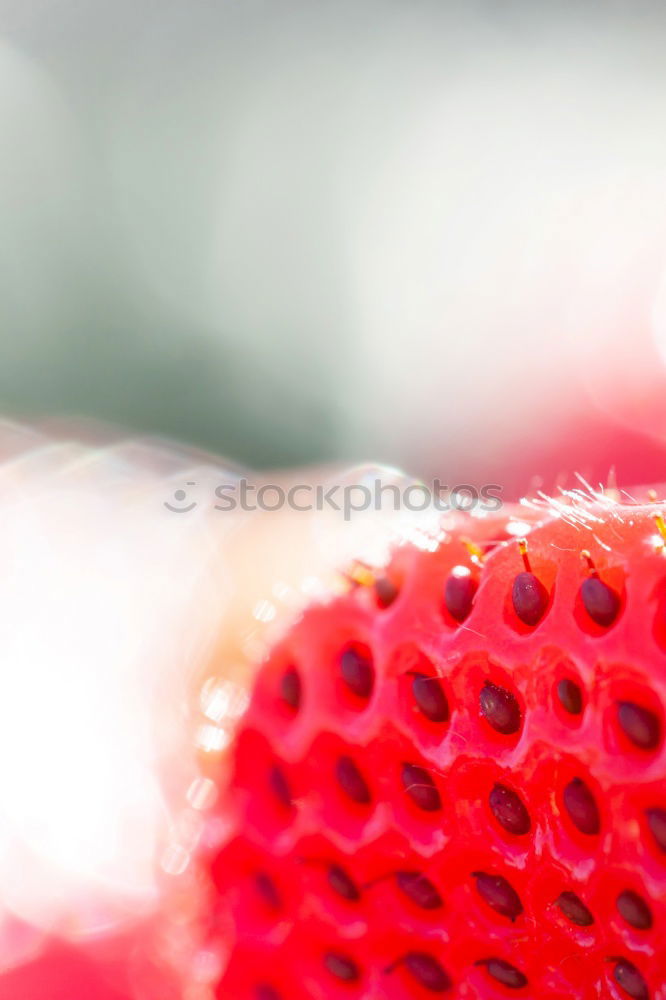 Similar – Water with ice in a plastic bottle. Frosted bottle close-up