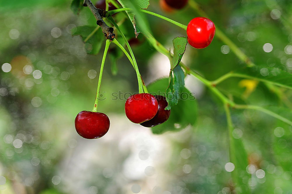 Similar – Image, Stock Photo berries Food Fruit