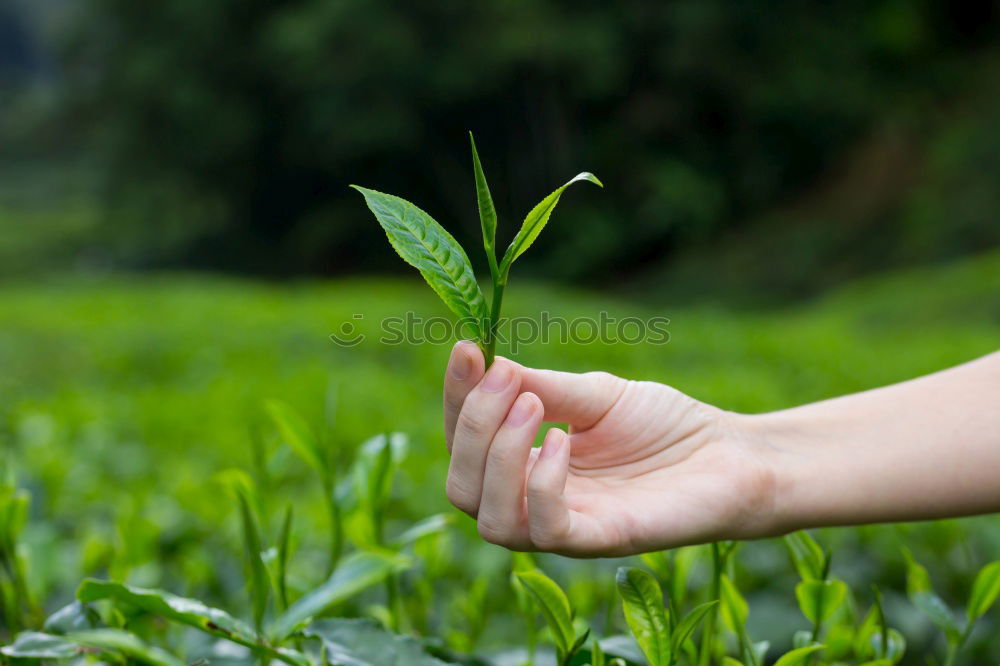 Similar – Foto Bild Moosgärtlein Handarbeit