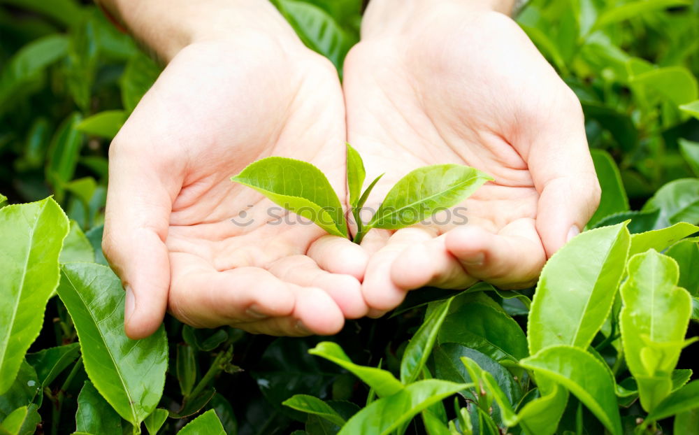 Similar – Image, Stock Photo Hand full of wild berries