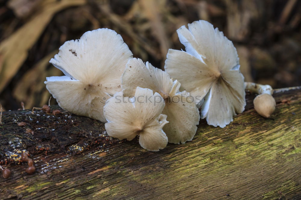 Similar – tree mushroom Tree