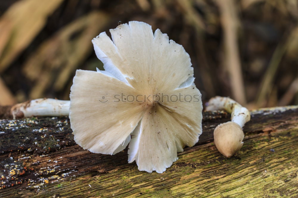 Similar – tree mushroom Tree